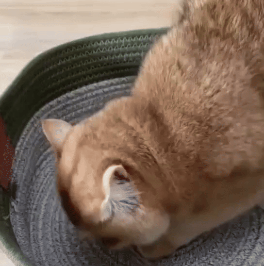 Cat basket with interactive ball